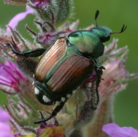 adulto di Popillia japonica