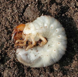 la larva